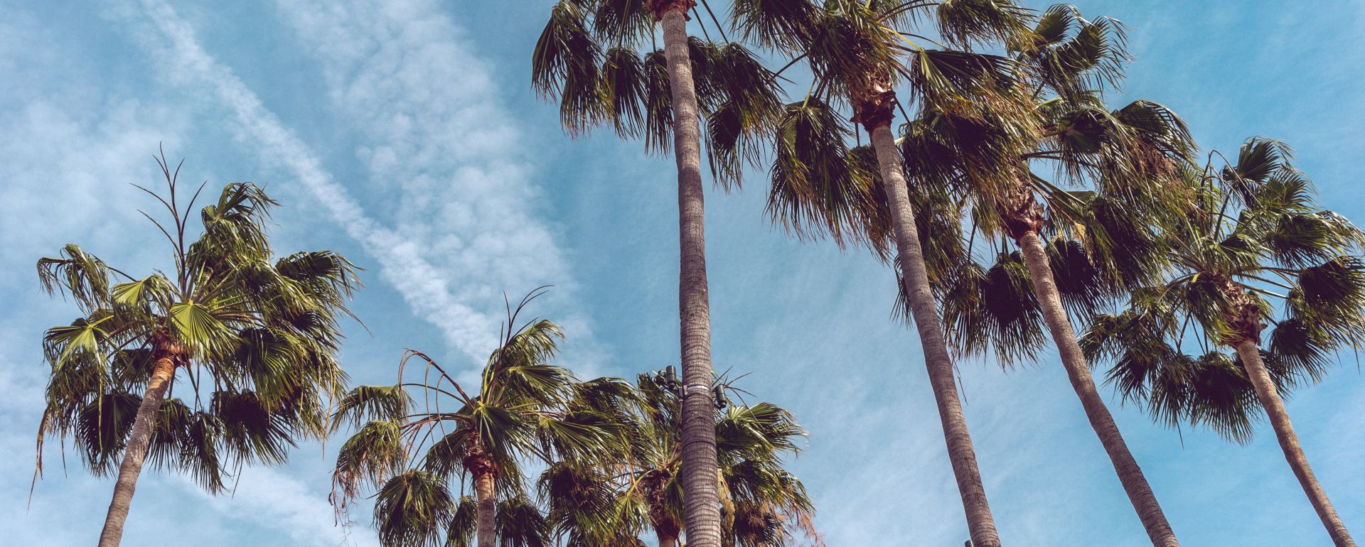Palm Trees in Anaheim California